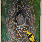 Regent Bowerbird