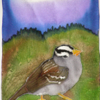 White Crowned Sparrow